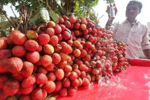 Lychee season, fruits, APMC, navi mumbai