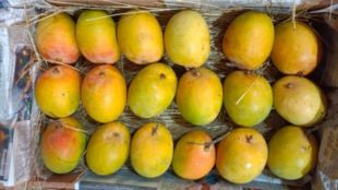 Mangoes are expensive for Nashikers on Akshaya Tritiya