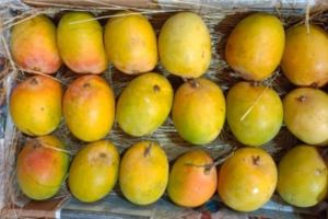 Mangoes are expensive for Nashikers on Akshaya Tritiya