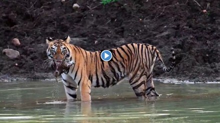 tadoba andhari tiger project, nayantara tigeress, tigeress did hunt, nayantara tigeress did hunt, tigeress did hunt hide it in water,nimdhela buffer zone, Nayantara tigeress in tadoba, tadoba in Chandrapur, tadoba news, tiger news, Chandrapur news,