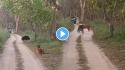 VIDEO: जिथं भीती संपते तिथं आयुष्य सुरु होतं! वाघ आणि अस्वलाचा झाला आमना-सामना, पुढे जे झालं त्यावर विश्वास बसणार नाही