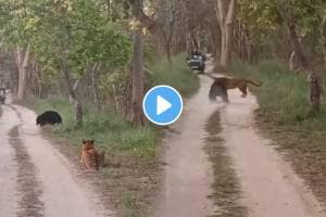 Tigress Vs Bear On Camera Fight: