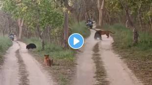 Tigress Vs Bear On Camera Fight: