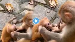अगं, आई मारू नको! आगाऊ पिल्लाला माकडिणीकडून बेदम चोप; VIDEO पाहून येईल हसू