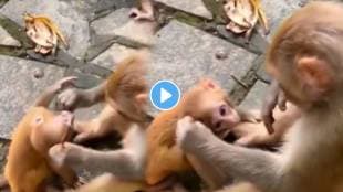Mother monkey slaped her baby monkey