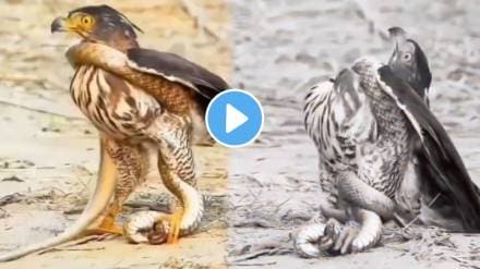 Snake Vs Eagle Fight Watch Video