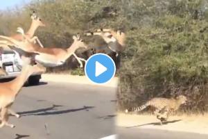 Cheetah attack deer viral video