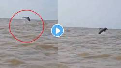 मुंबईच्या जुहू बीचवर पुन्हा एकदा दिसला डॉल्फिन; मात्र सोशल मीडियावर VIDEO तुफान व्हायरल होण्याचं कारण काय?