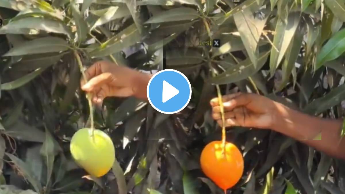 green mango turns yellow in a second with chemical colour video goes viral