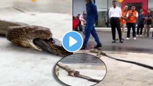 king cobra viral video big king cobra regurgitating three other snakes shocking video goes viral