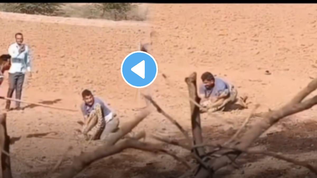Leopard attack on boy shocking video boy fight back with Leopard