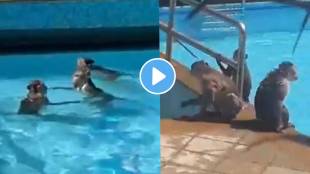 Mumbai Borivali Viral Video group of six to seven monkeys were seen spending a fun time in the pool