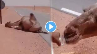 Viral Truck driver provides water to thirsty camel in the middle of desert video will melt your heart watch ones