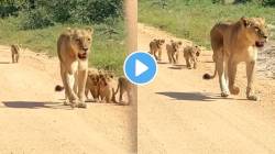जेव्हा सिंहीण पिल्लांबरोबर लावते शर्यत; आईच्या पाठोपाठ सहा पिल्लांनी लावली रांग अन्… पाहा VIDEO