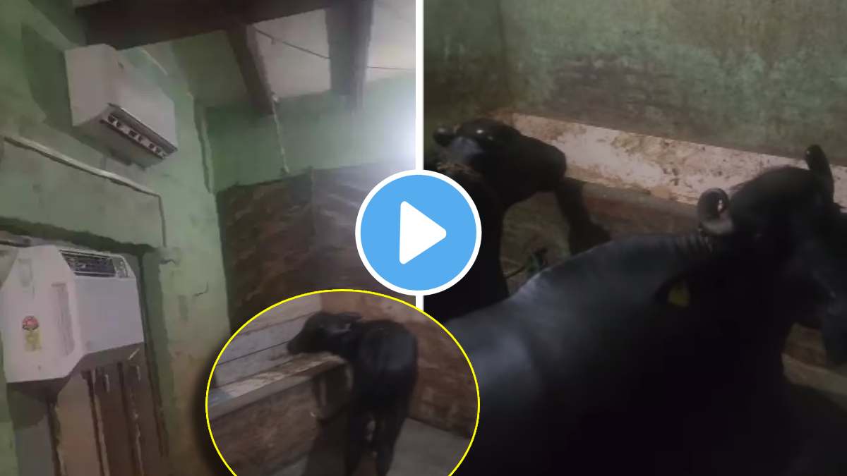 trending desi jugaad man installed 2 ac to protect buffaloes from heat wave see viral video