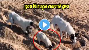heart touching video mother dog buried her dead child herself people got emotional after watching video viral