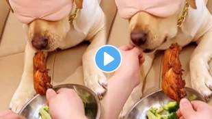 Mistress fed vegetables to dog by smelling chicken