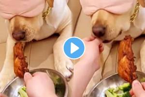 Mistress fed vegetables to dog by smelling chicken