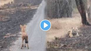 Viral Video A dog challenged a tiger