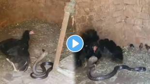 A chicken fights a snake to save its chicks