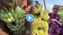 केळी पिकवण्याची नैसर्गिक पद्धत तुम्हाला माहिती आहे का? आजीबाईंनी दाखवली VIDEO मध्ये ट्रिक