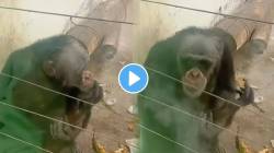 ओढतोय सिगारेट काढतोय धूर; चिंपांझीची ही स्टाईल पाहून युजर्स अवाक्; VIDEO वर म्हणाले, “हा पण बिघडला”