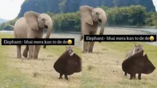 A wild animal stole the elephant's ear Seeing the Video