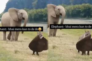 A wild animal stole the elephant's ear Seeing the Video