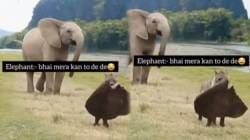 बापरे! जंगली प्राण्याने पळवला चक्क हत्तीचा कान; VIDEO पाहून डोळ्यांवर बसणार नाही विश्वास