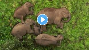 The video shows the elephant family sleeping blissfully Baby Elephant Gets Z Class Security From Members watch ones