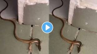 This snake has four legs