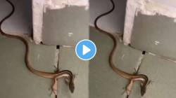अरे बापरे! या सापाला आहेत चक्क चार पाय; Viral Video पाहून युजर्स म्हणाले…, “ही तर सापाची मावशी”