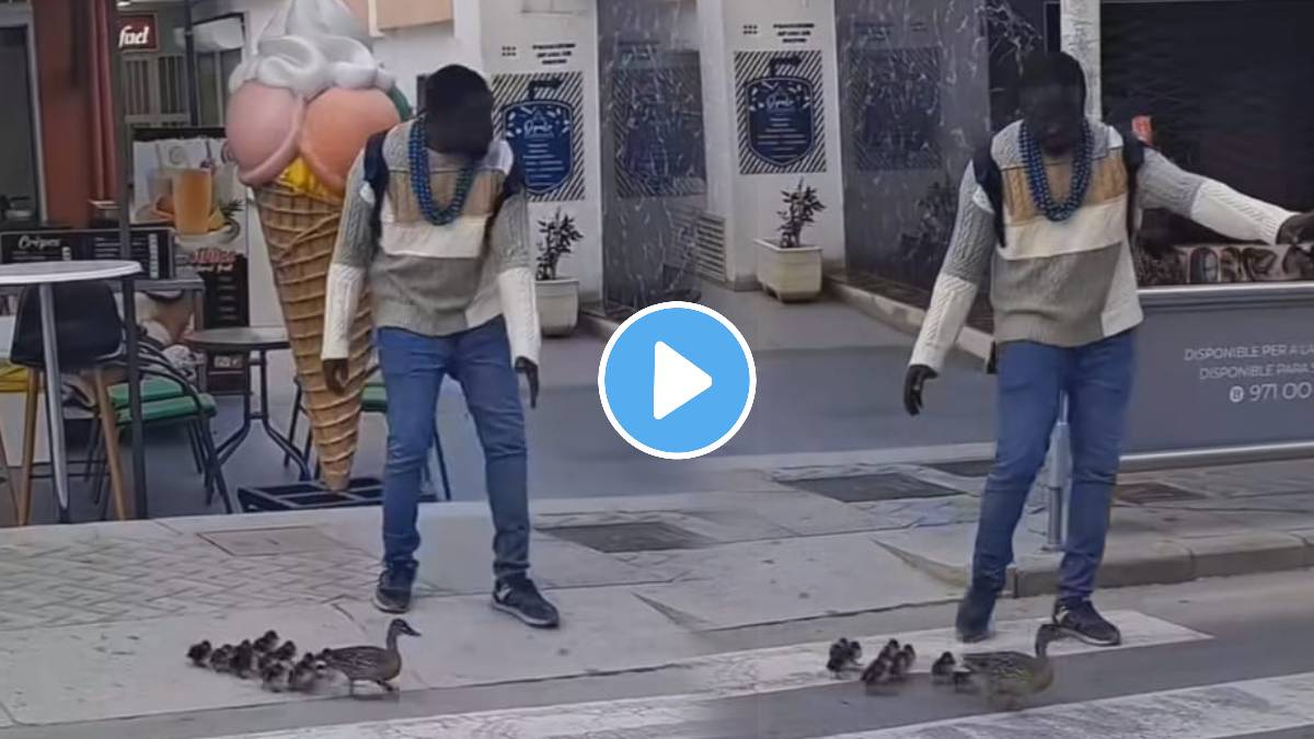 Viral Video man walking close to a group of a mother duck and her ducklings and guiding them across the street