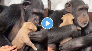 Viral Video Of chimpanzee adorably picking up a puppy in its hands and holding it close to itself Must Watch