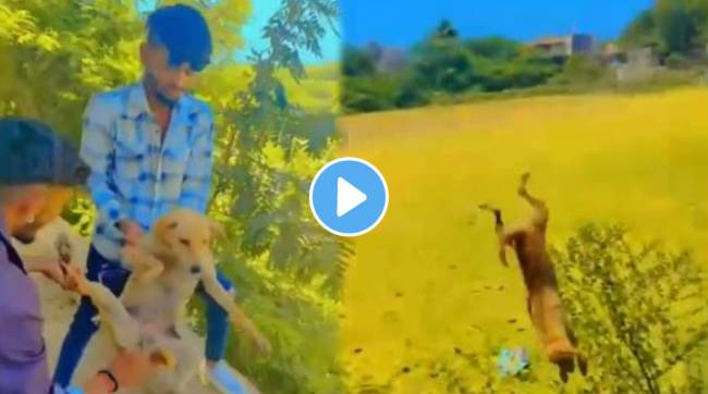 Two youths throw a stray dog ​​50 feet