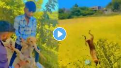 माणुसकीला काळिमा! दोन तरुणांनी भटक्या कुत्र्याला फेकले ५० फुटांवरून अन् पुढे घडलं असं काही… Viral Video पाहून नेटकऱ्यांकडून संताप व्यक्त
