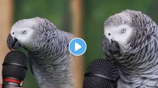 The parrot made animal noises with the mic in front