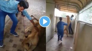 Man Trying To Pet A Lion Then After lion even jumped at the man lucky to be alive after the deadly attack watch viral video