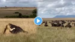 एकीचे बळ! म्हशीवर हल्ला करताच संपूर्ण कळपाने सिंहाच्या शावकांना घेरले… पुढे असे काही घडले की…Viral Video पाहून उडेल थरकाप