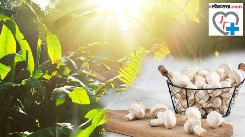 Fulfill vitamin D requirements just by eating mushrooms is converted to vitamin D2 upon exposure UV light from the sun 
