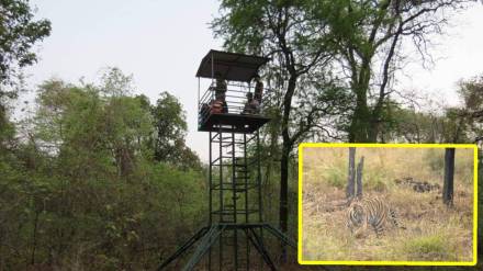 tigers, Tadoba, Counting animals,
