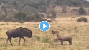 A baby rhinoceros tries to intimidate wildebeest