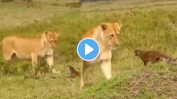 नाद करायचा नाय! सिंहाला पाहून मुंगूस देतेय खुन्नस; जंगलातला हा Viral Video पाहून व्हाल थक्क