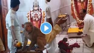 Jai Shriram monkey took entry to Hanuman temple