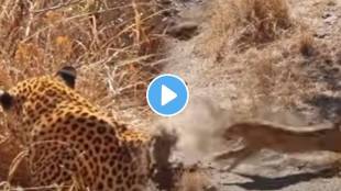 Leopard Smartly Chases Wild Boar