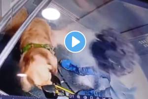 Shocking video of Gurugram dog walker thrashing golden retriever in elevator