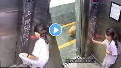 तिची चूक नसेलही, पण कुत्र्यानं तिला क्षणात ओरबाडलं; लिफ्टमधला थरारक VIDEO व्हायरल
