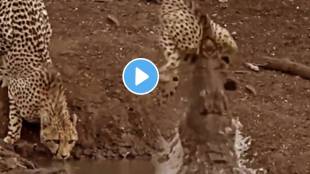 leopard and crocodile fight shocking video