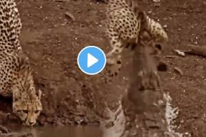 leopard and crocodile fight shocking video