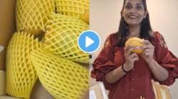 आंब्याचा गोडवा सातासमुद्रापार; जपानमध्ये ५ आंब्यांची किंमत ऐकून व्हाल अवाक्; भारतीय तरुणीनं स्वत: शेअर केला VIDEO